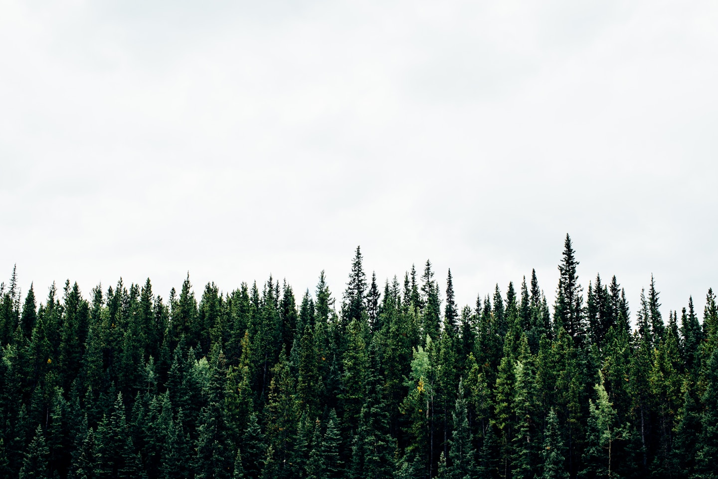 Canadian Treeline